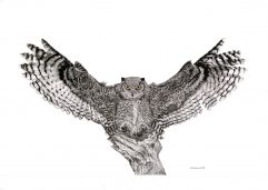 Truth – Great Horned Owl