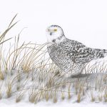 Reverie – Snow Owl