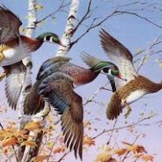 Duck Stamp Prints
